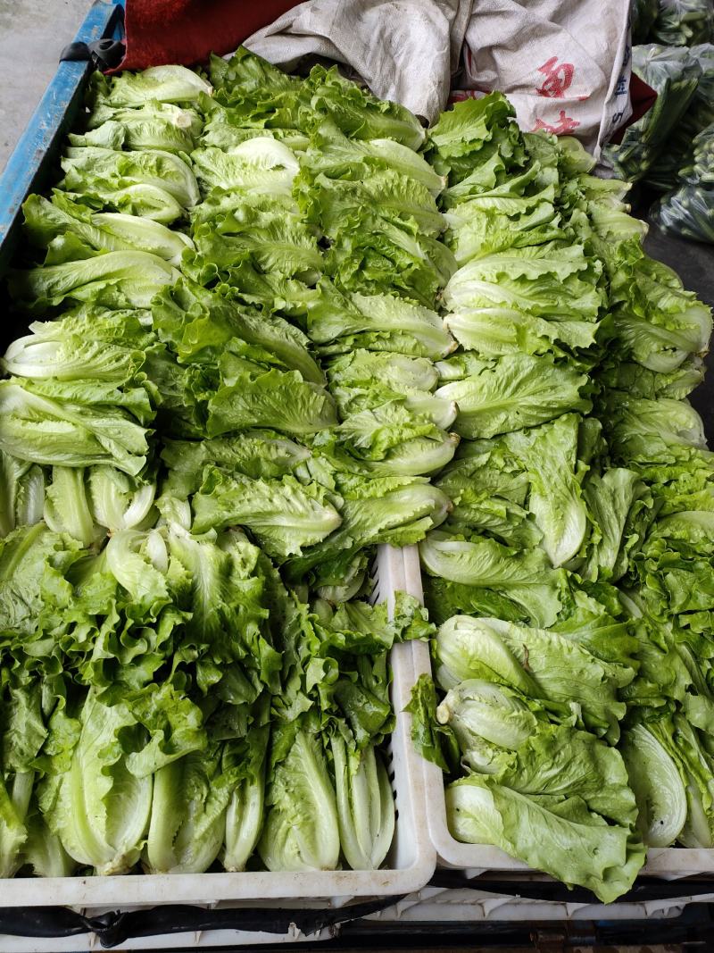 生菜（新鲜生菜现货供应）