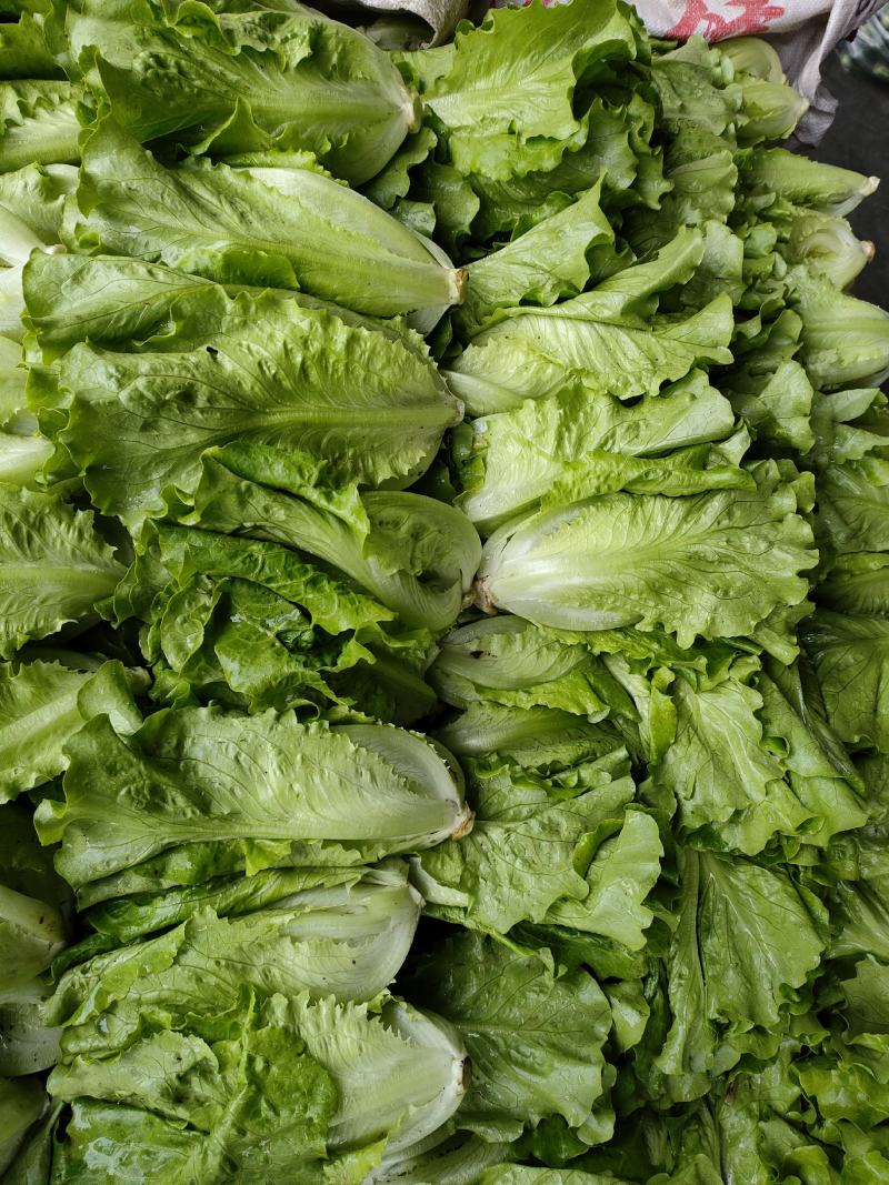 生菜（新鲜生菜现货供应）