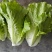 生菜（新鲜生菜现货供应）