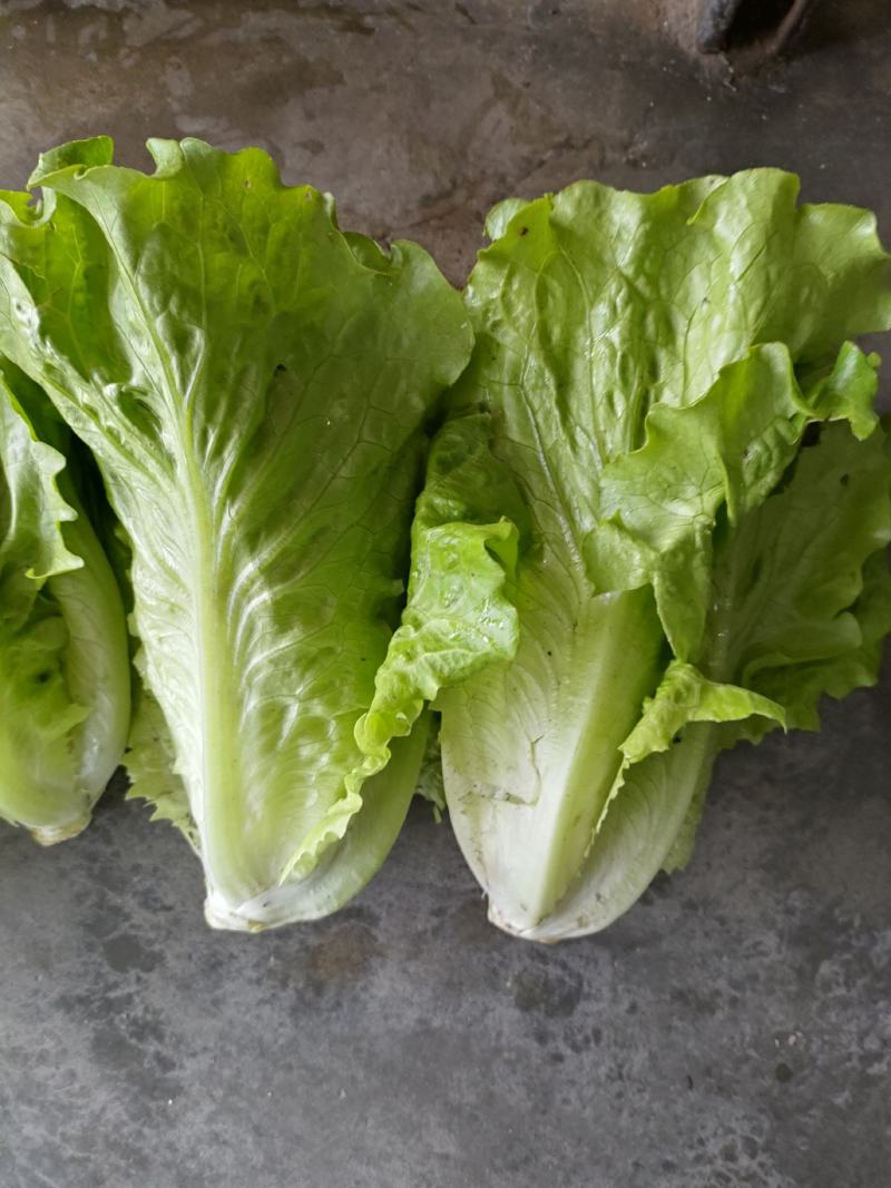 生菜（新鲜生菜现货供应）