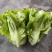 生菜（新鲜生菜现货供应）