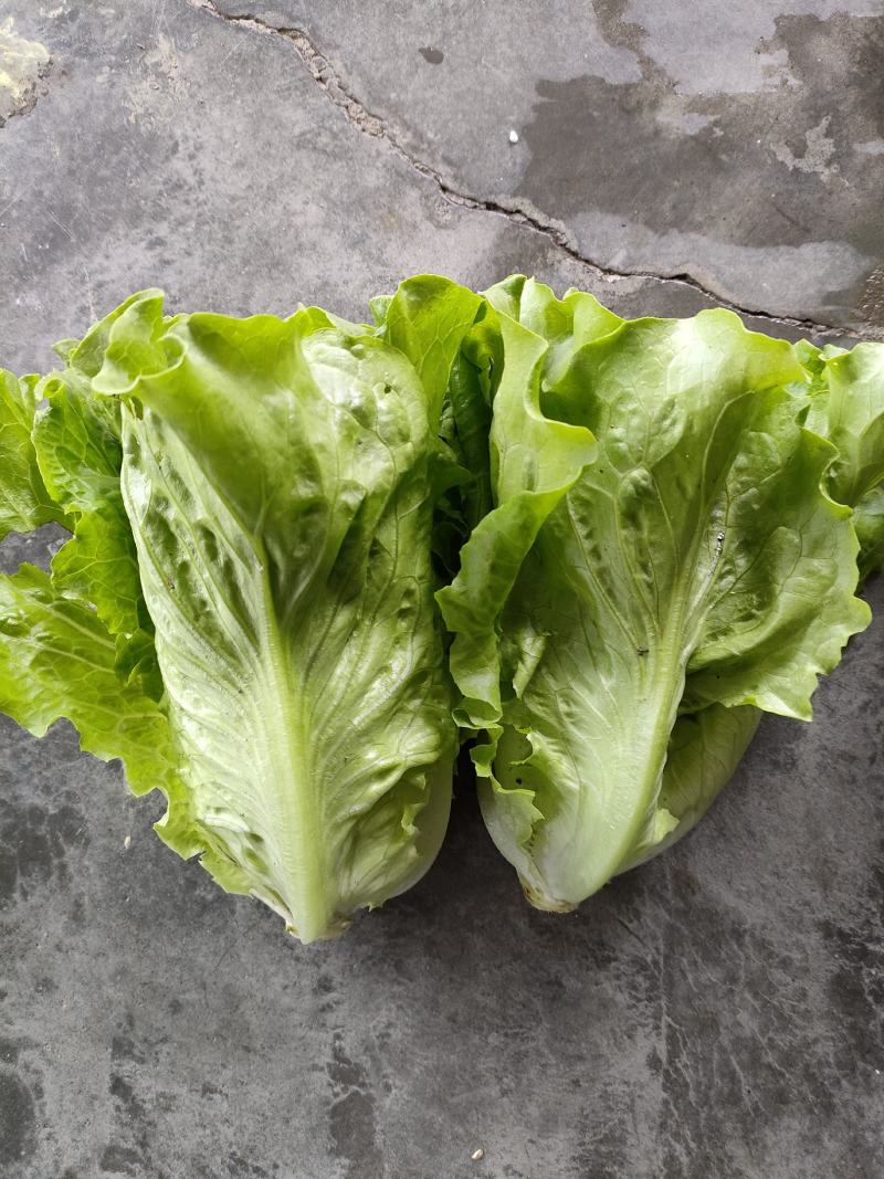 生菜（新鲜生菜现货供应）