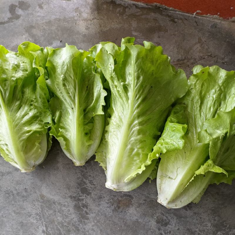 生菜（新鲜生菜现货供应）
