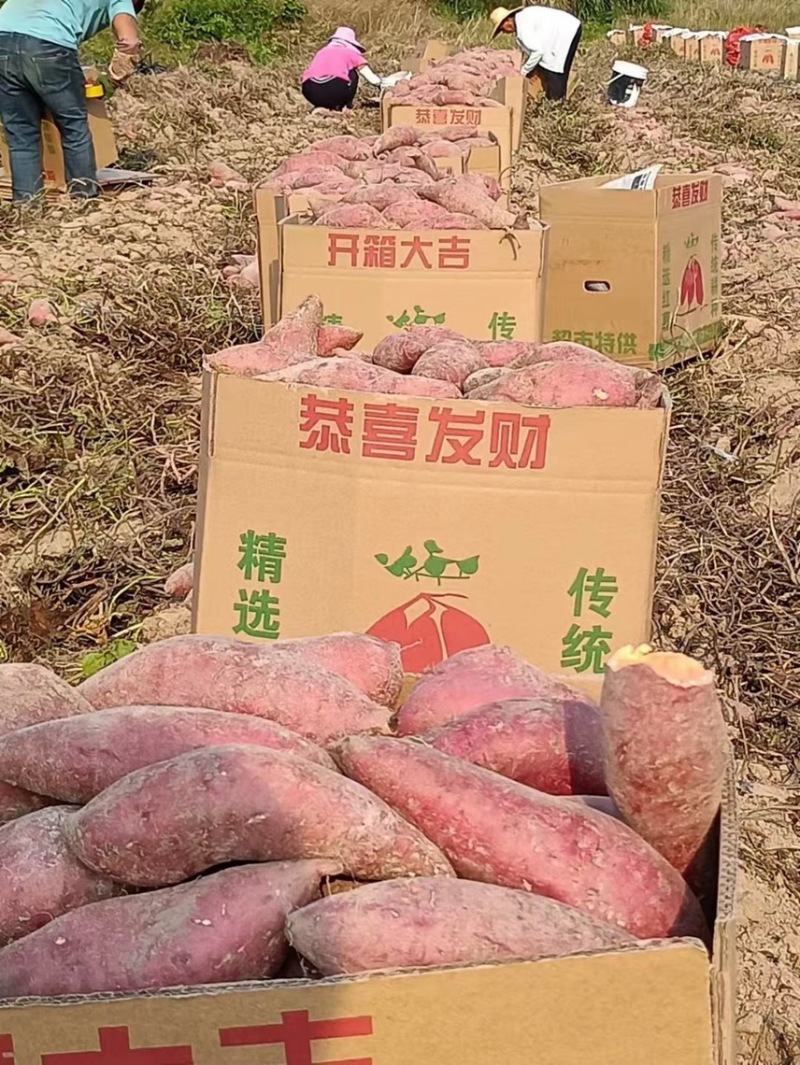精品西瓜红，支持各种包装，各种规格，一手货源