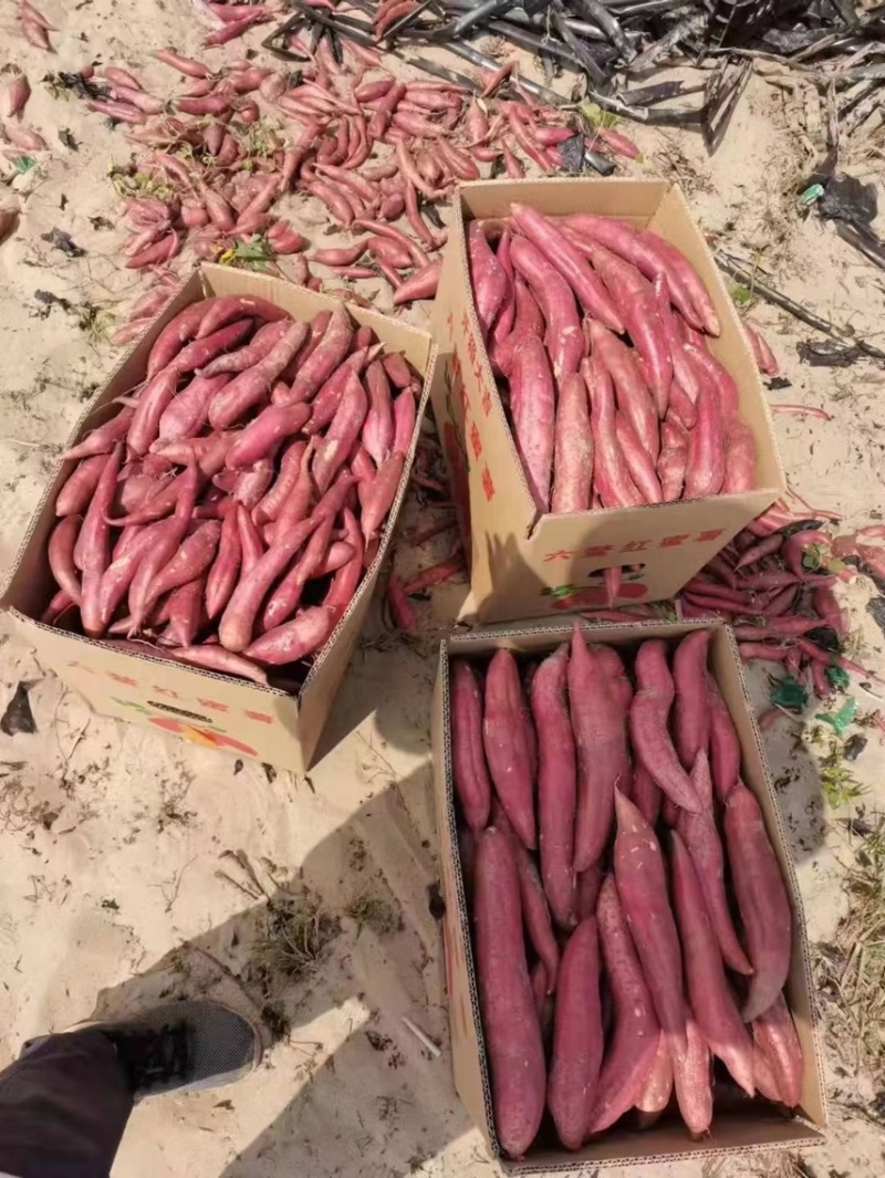 精品西瓜红，支持各种包装，各种规格，一手货源