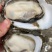 《诚信至上》广东湛江生蚝基地直发保质保量一条龙服务价格美