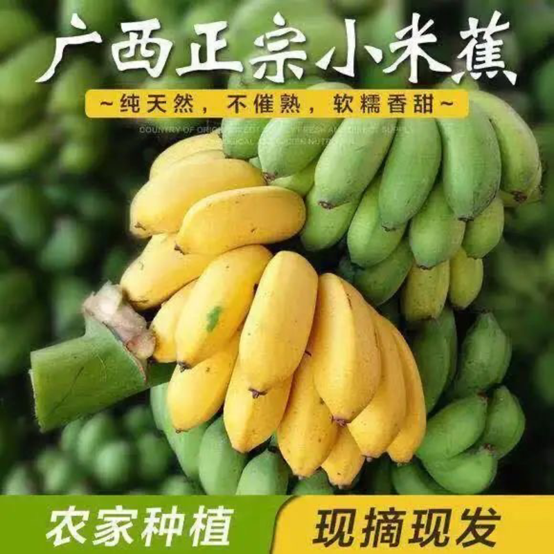 广西小米蕉5/9斤热带水果香蕉香甜天然