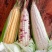 精品鲜生玉米:白糯，花糯，花超，黄甜，大量上市中！精品！