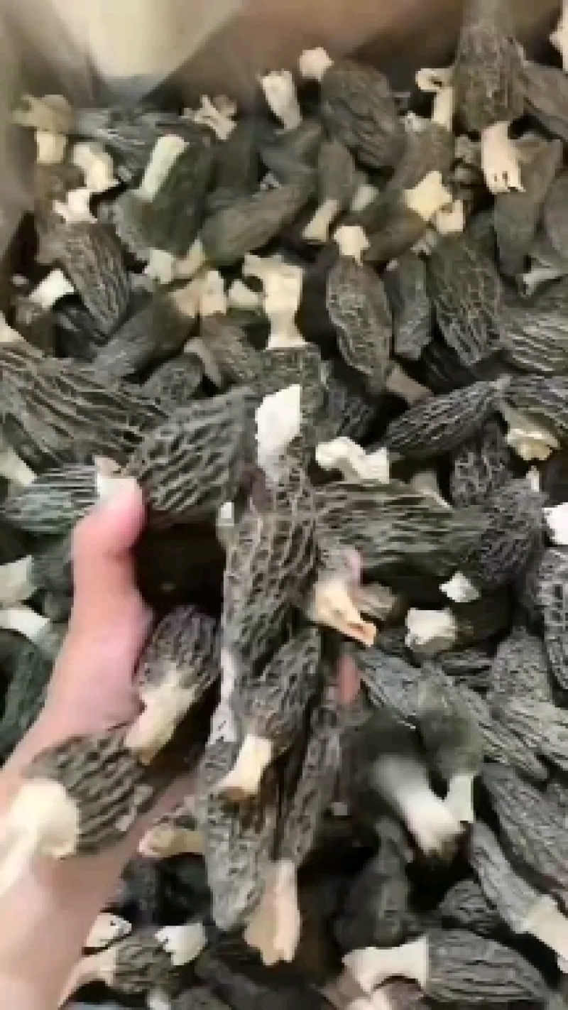 羊肚菌/野生羊肚菌/特级羊肚菌