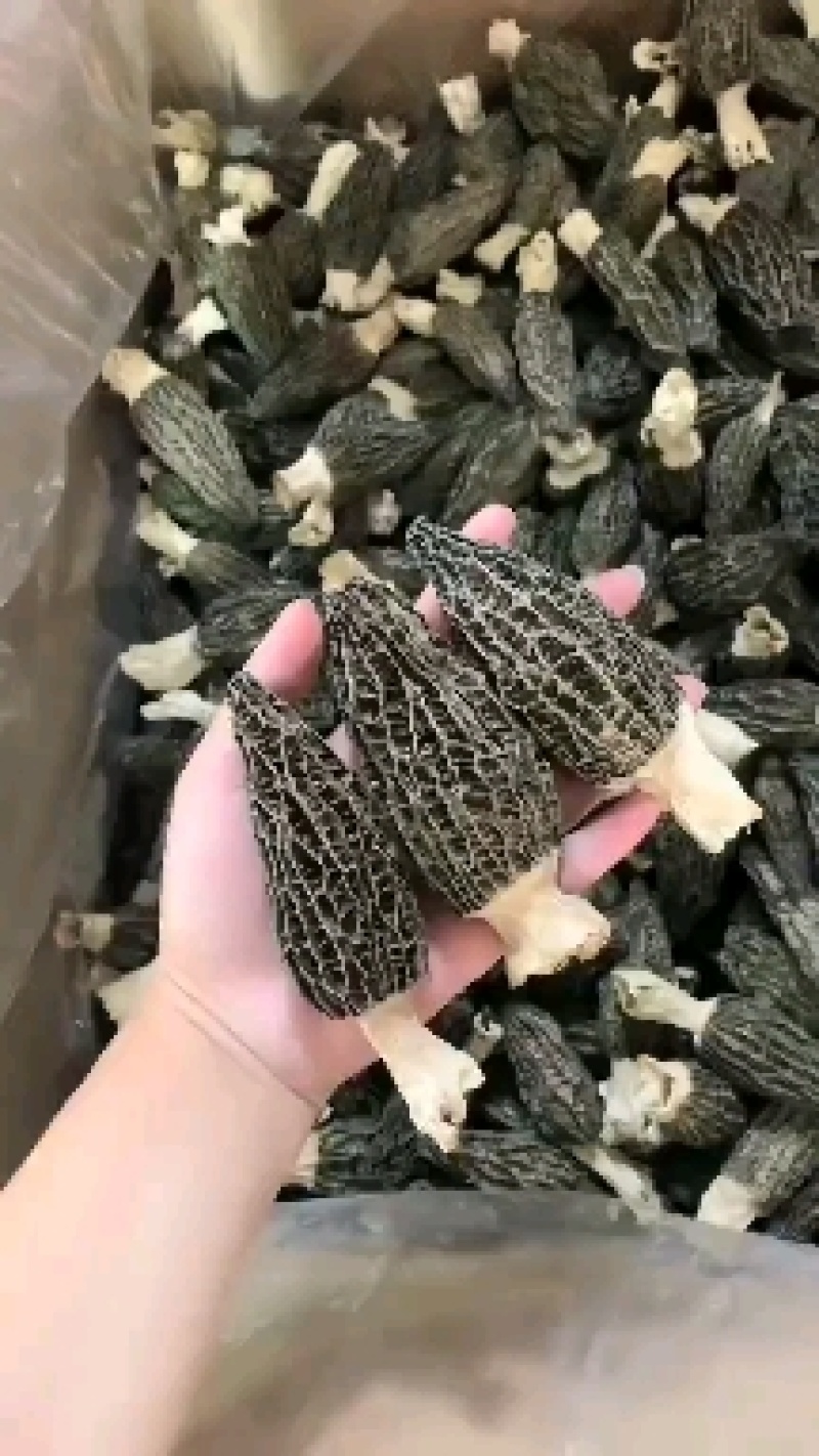 羊肚菌/野生羊肚菌/特级羊肚菌