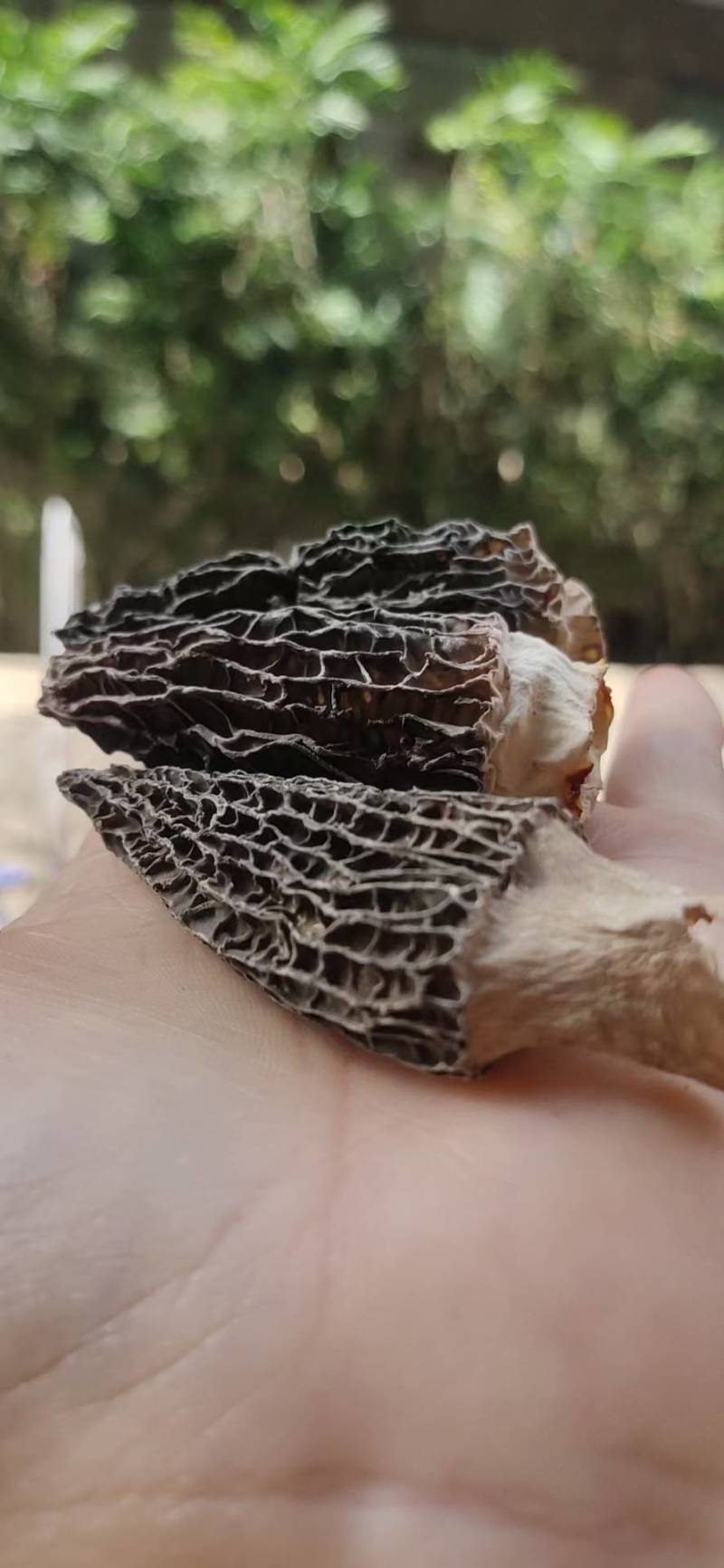羊肚菌/野生羊肚菌/特级羊肚菌