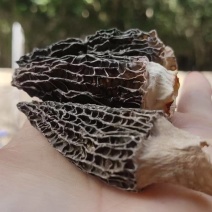 羊肚菌/野生羊肚菌/特级羊肚菌