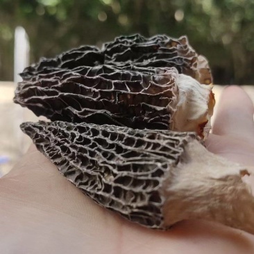羊肚菌/野生羊肚菌/特级羊肚菌