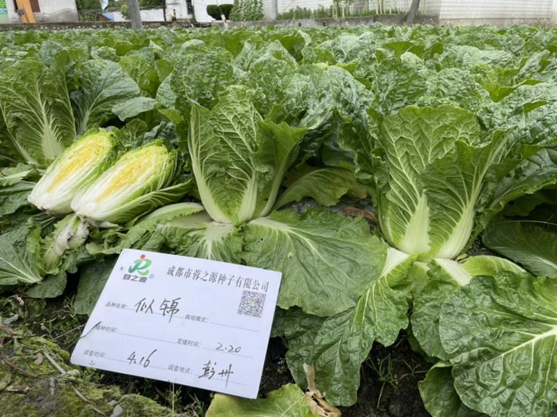 【似锦】春季大白菜种子、国外品种、耐抽苔、炮弹形