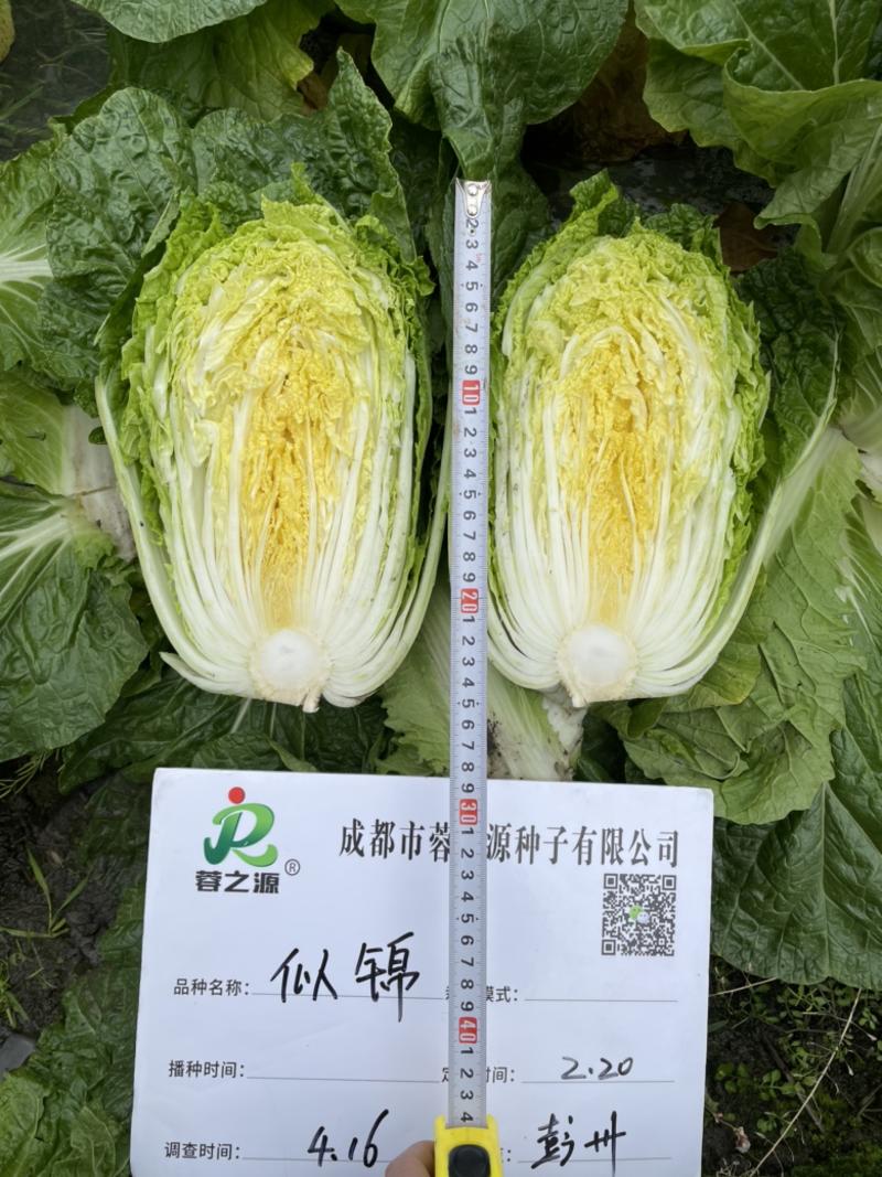 【似锦】春季大白菜种子、国外品种、耐抽苔、炮弹形