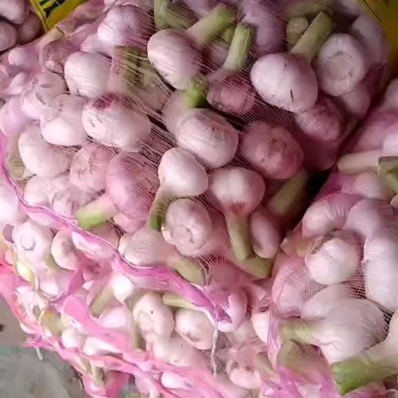 淮阳大蒜