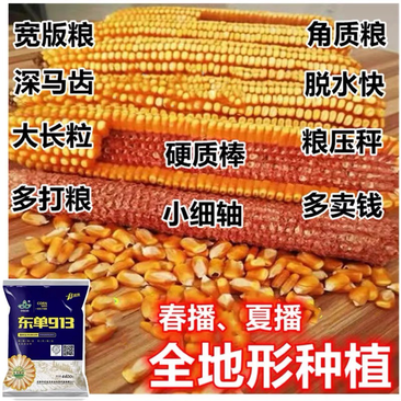 国审玉米种子抗倒抗病耐高温矮杆大棒玉米种批发厂家直销