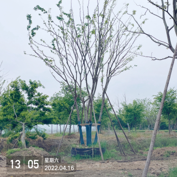 拼栽丛生朴树，移栽容器苗，高度9米冠副6米