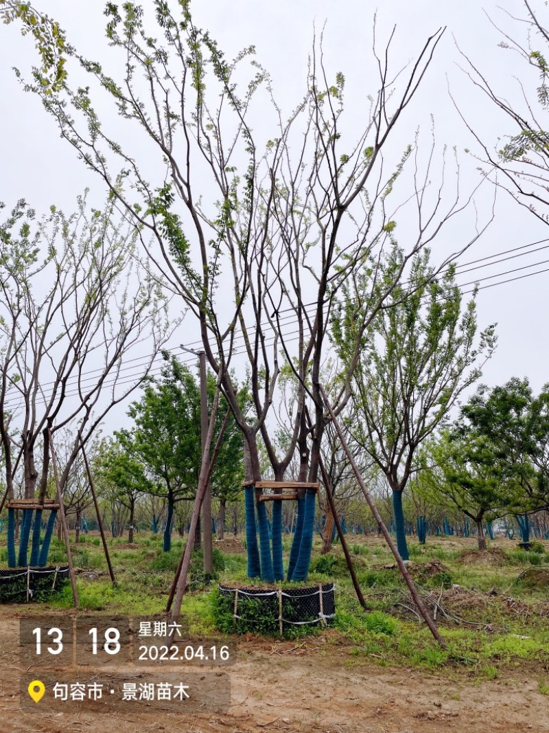 拼栽丛生朴树，移栽容器苗，高度9米冠副6米