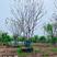 拼栽丛生朴树，移栽容器苗，高度9米冠副6米