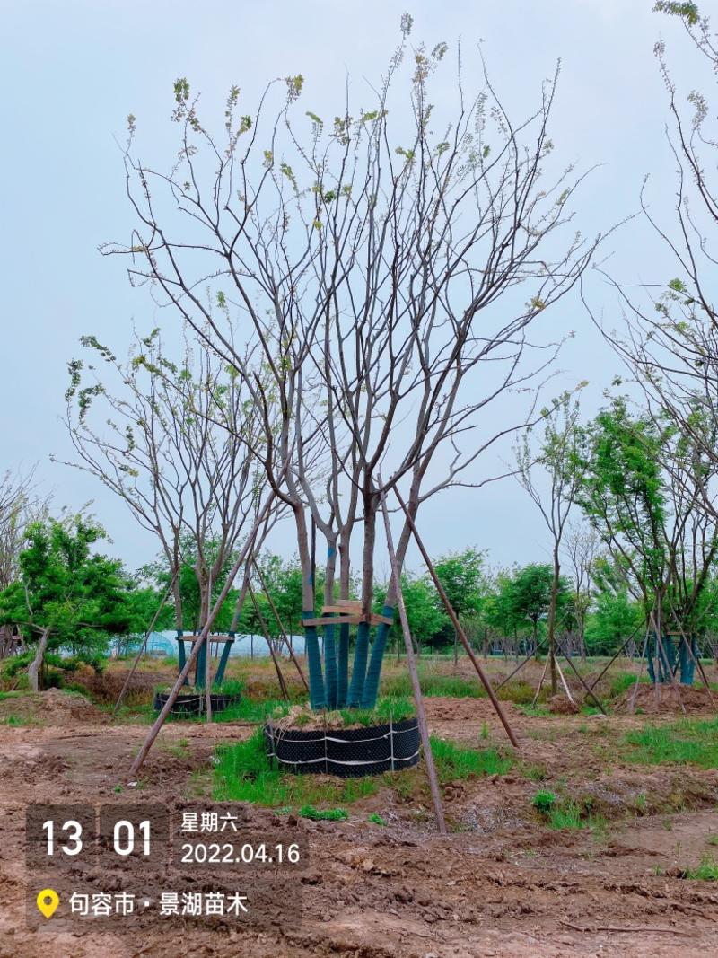 拼栽丛生朴树，移栽容器苗，高度9米冠副6米