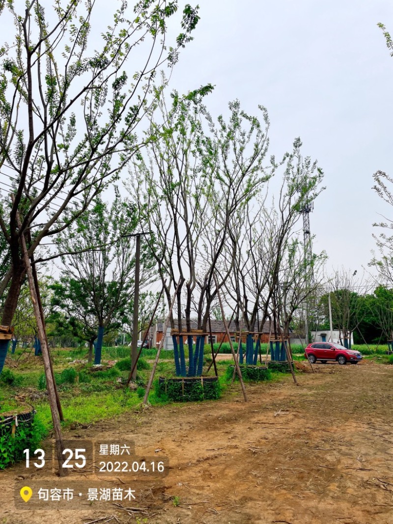 拼栽丛生朴树，移栽容器苗，高度9米冠副6米