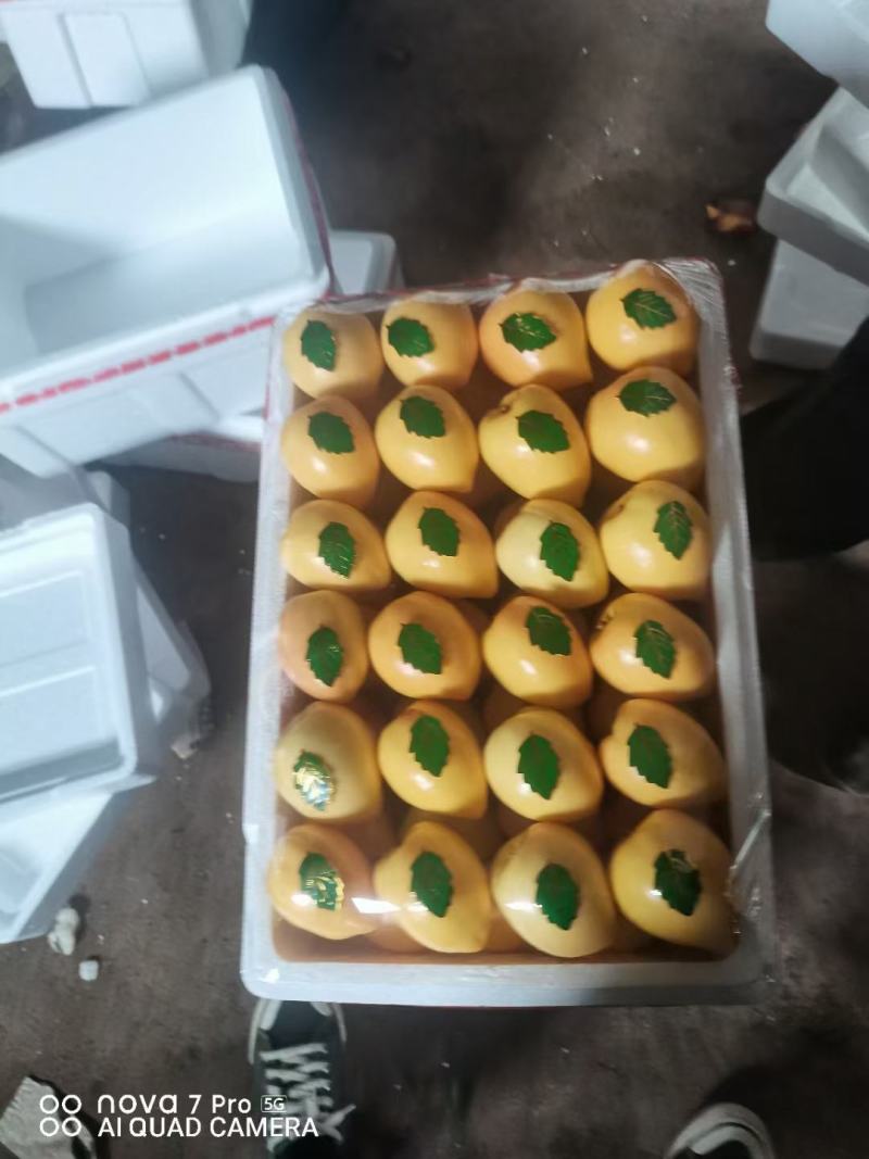辽南地区精品油四黄桃，一手货源，产地直发，代办，代发