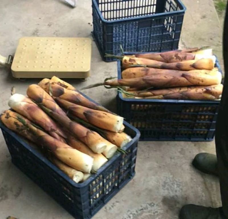 生态高山野苦笋新鲜竹笋批发
