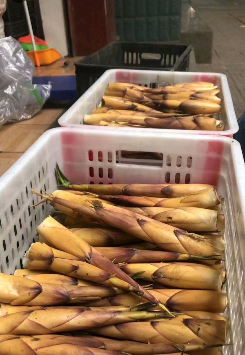 生态高山野苦笋新鲜竹笋批发
