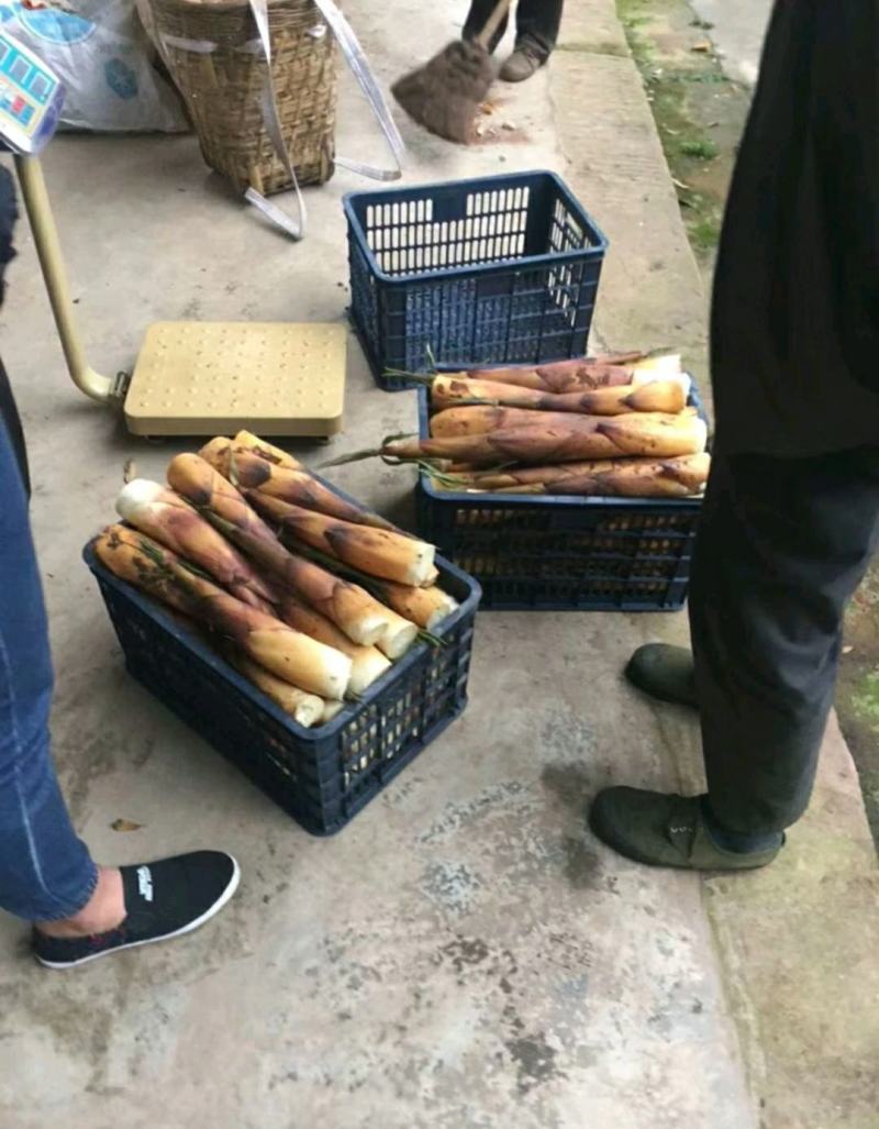 生态高山野苦笋新鲜竹笋批发