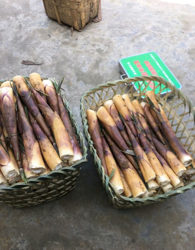 生态高山野苦笋新鲜竹笋批发