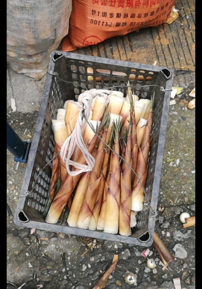 生态高山野苦笋新鲜竹笋批发