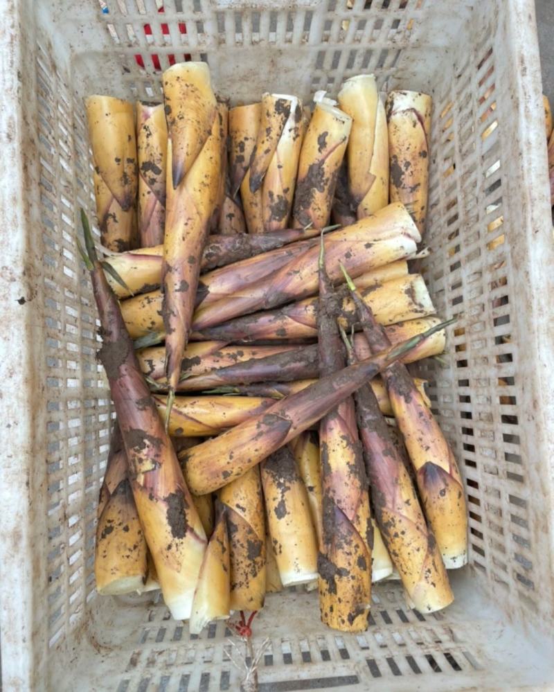 生态高山野苦笋新鲜竹笋批发