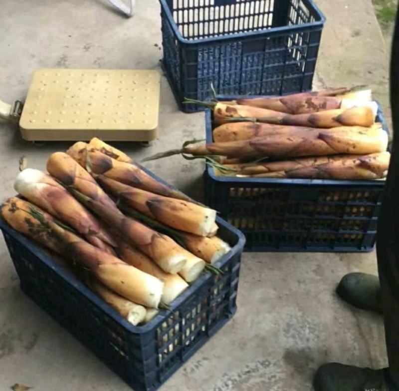 生态高山野苦笋新鲜竹笋批发