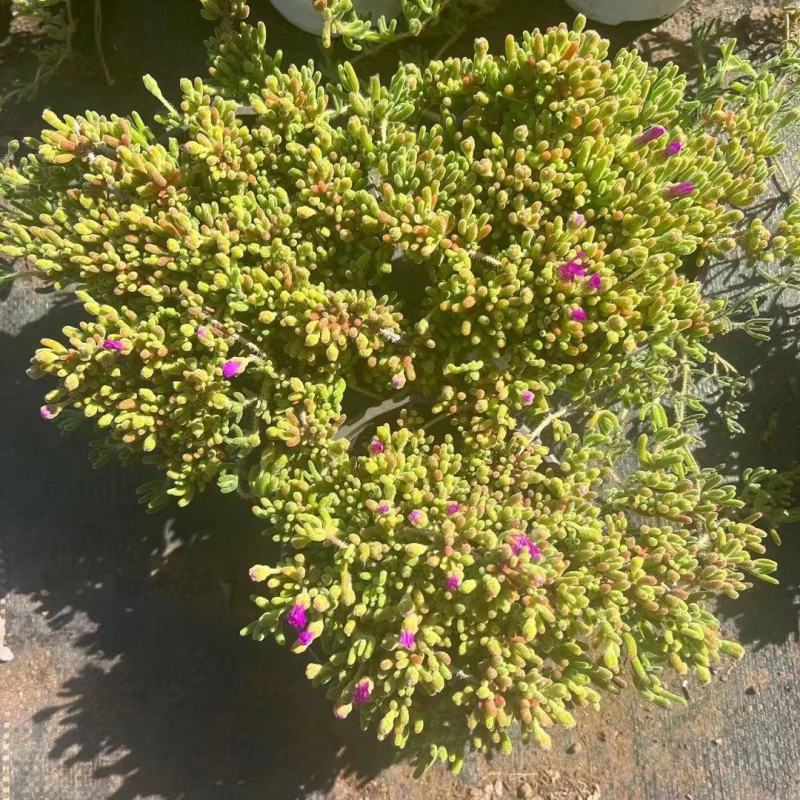 枝干番杏开花多肉植物稀有贵货品种室内阳台盆栽花卉