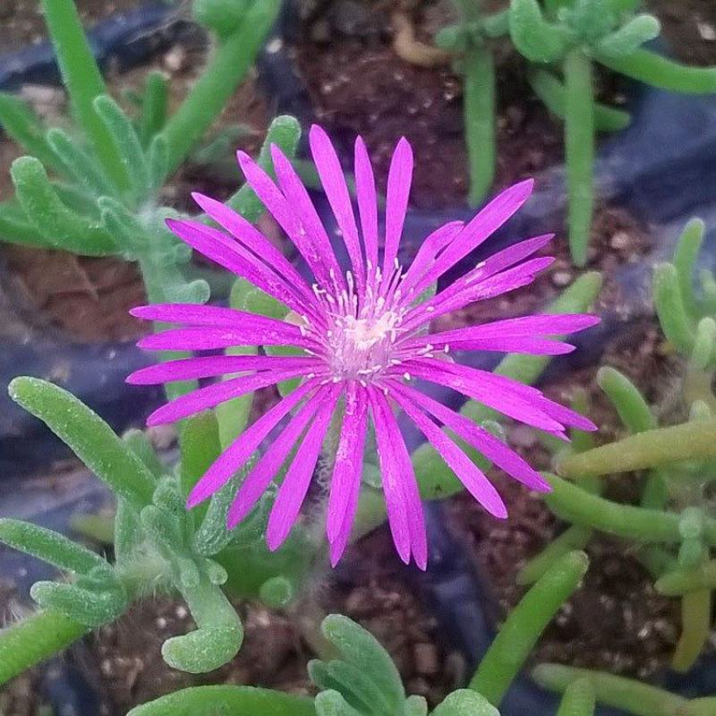 枝干番杏开花多肉植物稀有贵货品种室内阳台盆栽花卉