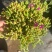 枝干番杏开花多肉植物稀有贵货品种室内阳台盆栽花卉