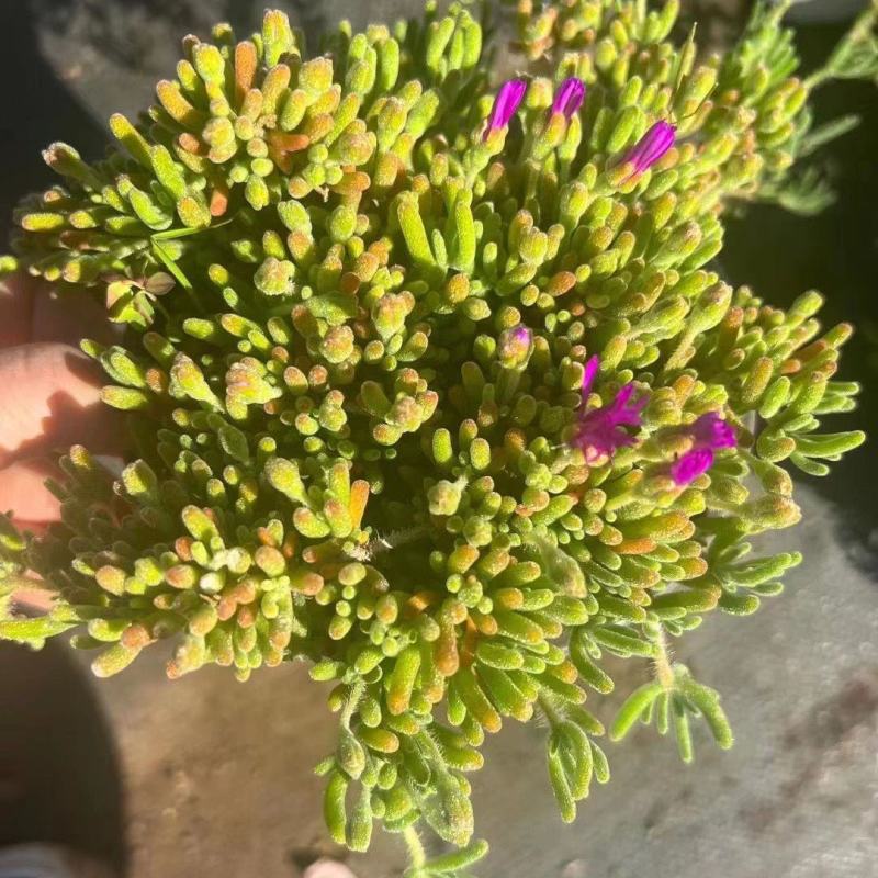 枝干番杏开花多肉植物稀有贵货品种室内阳台盆栽花卉