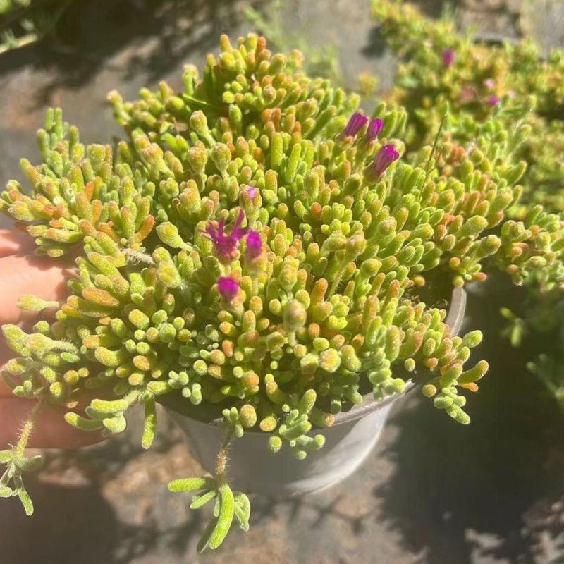 枝干番杏开花多肉植物稀有贵货品种室内阳台盆栽花卉