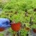 枝干番杏开花多肉植物稀有贵货品种室内阳台盆栽花卉