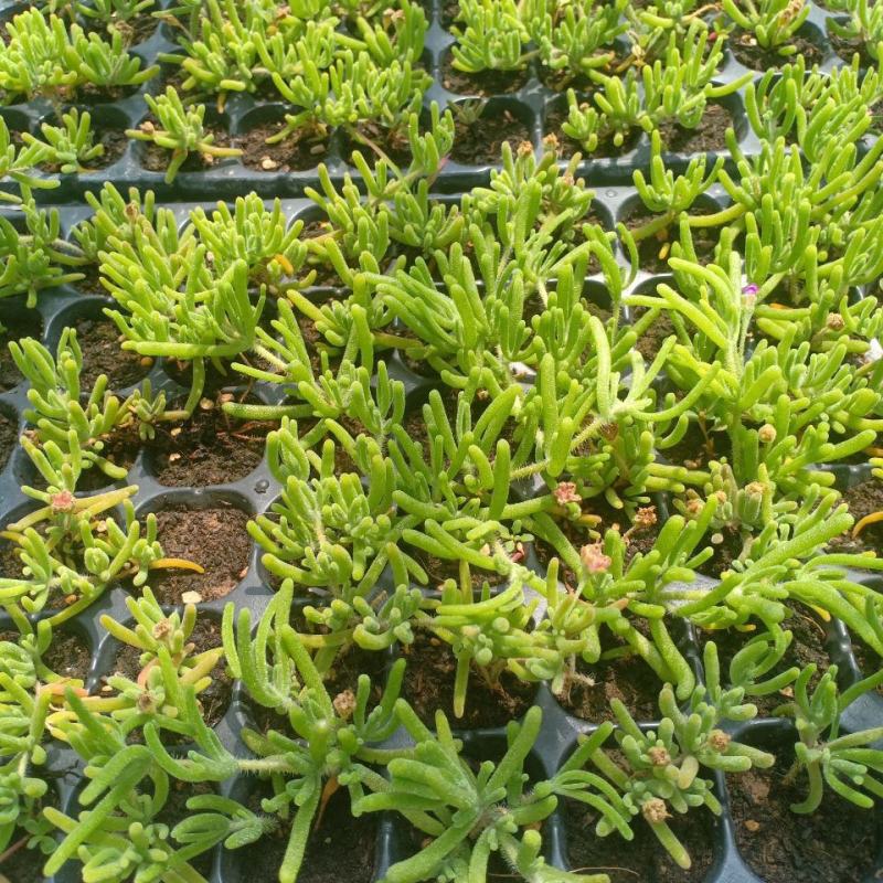 枝干番杏开花多肉植物稀有贵货品种室内阳台盆栽花卉