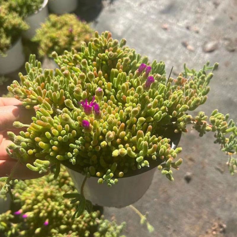 枝干番杏开花多肉植物稀有贵货品种室内阳台盆栽花卉