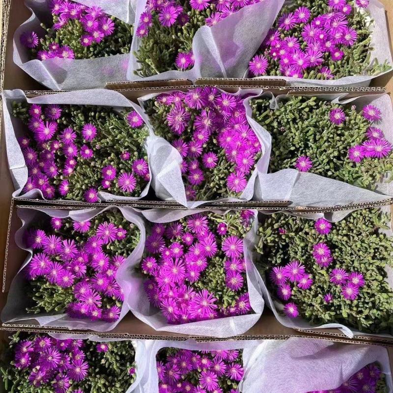 枝干番杏开花多肉植物稀有贵货品种室内阳台盆栽花卉