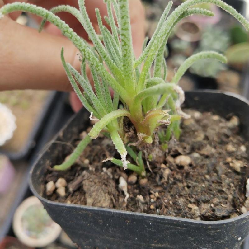 天赐块根老桩精品番杏科多肉植物阳台趣味小盆栽