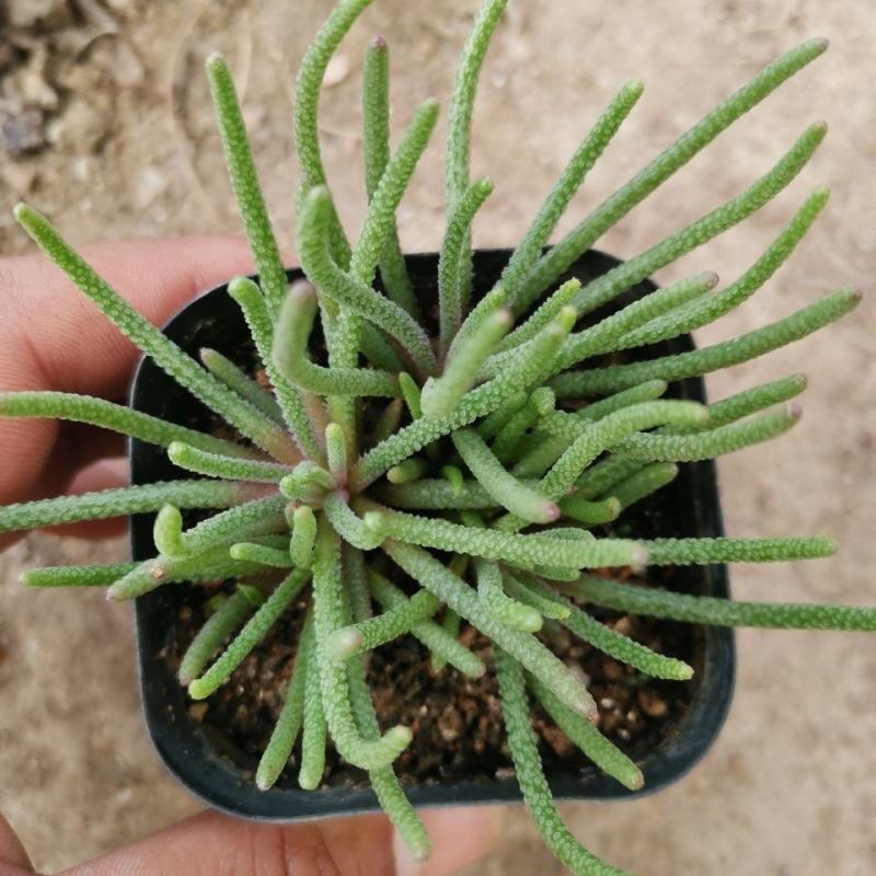 天赐块根老桩精品番杏科多肉植物阳台趣味小盆栽