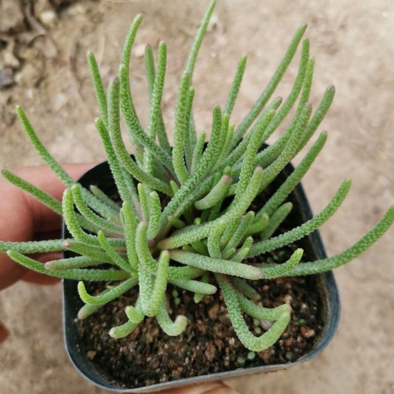 天赐块根老桩精品番杏科多肉植物阳台趣味小盆栽
