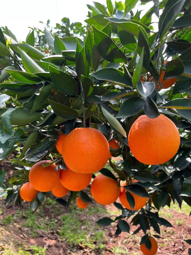 精品长虹脐橙纽荷尔橙子个大味甜产地直供看园采摘品质保