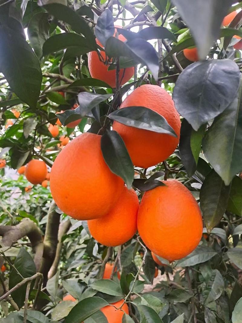 精品长虹脐橙纽荷尔橙子个大味甜产地直供看园采摘品质保
