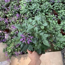 吸毒草特丽莎盆栽花卉莫奈薰衣草绿植盆栽四季开花带花发货