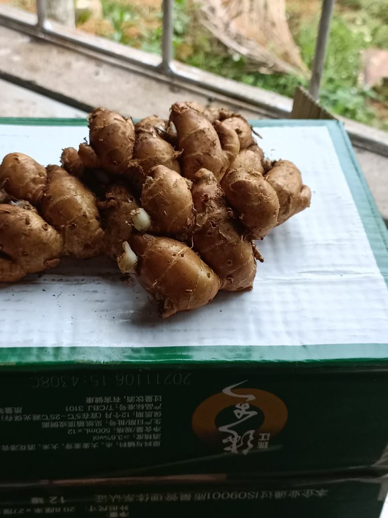 沙姜海南新沙姜产地直发餐饮长期合专用沙姜沙姜
